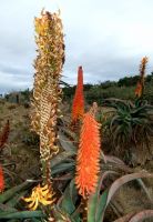 Aloe africana stages of flowering