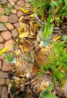 Merwilla plumbea bulb tunics in spring
