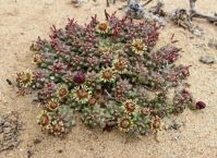 Euphorbia caput-medusae producing close to the sand