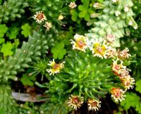 Euphorbia caput-medusae flowers, leaves and tubercles