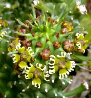 Euphorbia caput-medusae all about the stem-tip