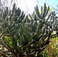 Euphorbia keithii stem-tips