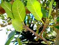 Ficus glumosa leaves