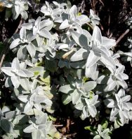 Helichrysum sutherlandii