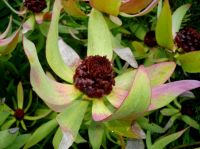 Leucadendron tinctum curves and colours