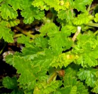 Pelargonium suburbanum subsp. suburbanum leaves