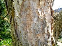 Vachellia sieberiana var. woodii flaky bark