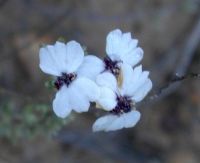 Eriocephalus capitellatus flowerheads