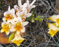 Freesia occidentalis flowers