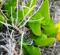Othonna perfoliata leaves