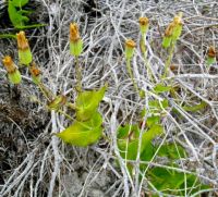 Othonna perfoliata floral remains