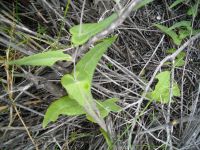 Othonna perfoliata less lush leaves