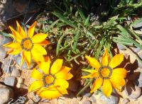 Gazania pectinata yellow flowerheads