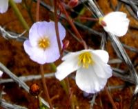 Heliophila collina flowers