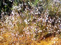 Heliophila collina arriving in numbers
