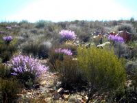 Heliophila juncea leading spring veld festivities