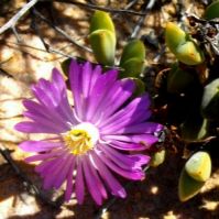 Braunsia apiculata unusual flower