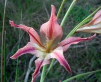 Gladiolus liliaceus flower