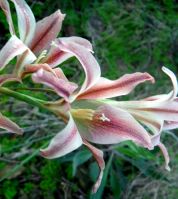 Gladiolus liliaceus stamens and stigma