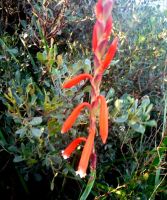 Watsonia aletroides floral bracts