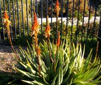 Aloe succotrina flowering