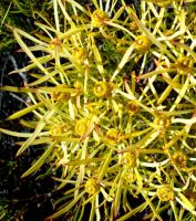 Leucadendron xanthoconus male or pollen cones