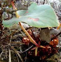 Protea cordata scale leaves