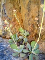 Crassula cotyledonis inflorescences