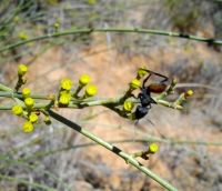 Euphorbia arceuthobioides and ant