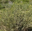 Euphorbia mauritanica old bush