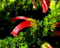 Erica glandulosa glandular hairs
