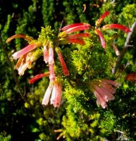 Erica glandulosa colour change