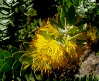 Mimetes chrysanthus flowers