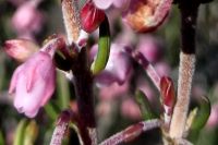 Erica irregularis flower bracts