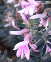 Indigofera brachystachya flowers