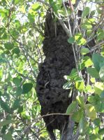 Cocktail ant nest in a fynbos shrub