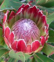 Protea obtusifolia young, closed perianths