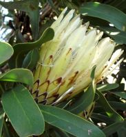 Protea obtusifolia white flowerhead, brown bracts