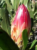 Protea obtusifolia bud