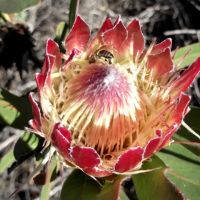 Protea obtusifolia business buzzing