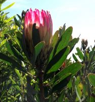 Protea obtusifolia against the light