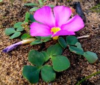 Oxalis purpurea flower