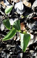 Dioscorea hemicrypta seedling