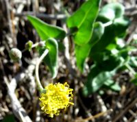 Othonna perfoliata flowerhead