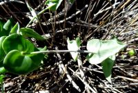 Othonna perfoliata bending stem