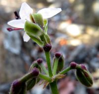 Pelargonium carnosum buds