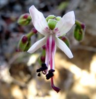 Pelargonium carnosum flower