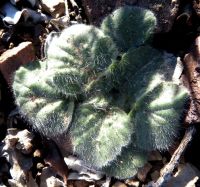 Pelargonium curviandrum