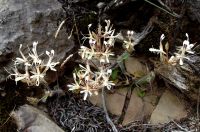 Pelargonium curviandrum flowering plants