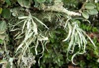 Leafy lichen